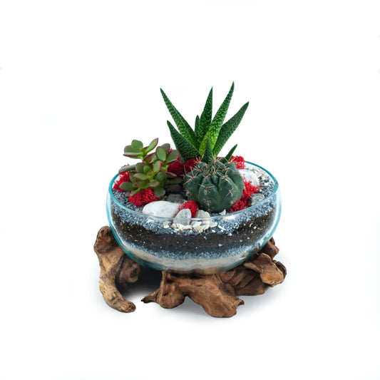 Molten Glass Driftwood Terrarium DIY Kit (Medium Wide)