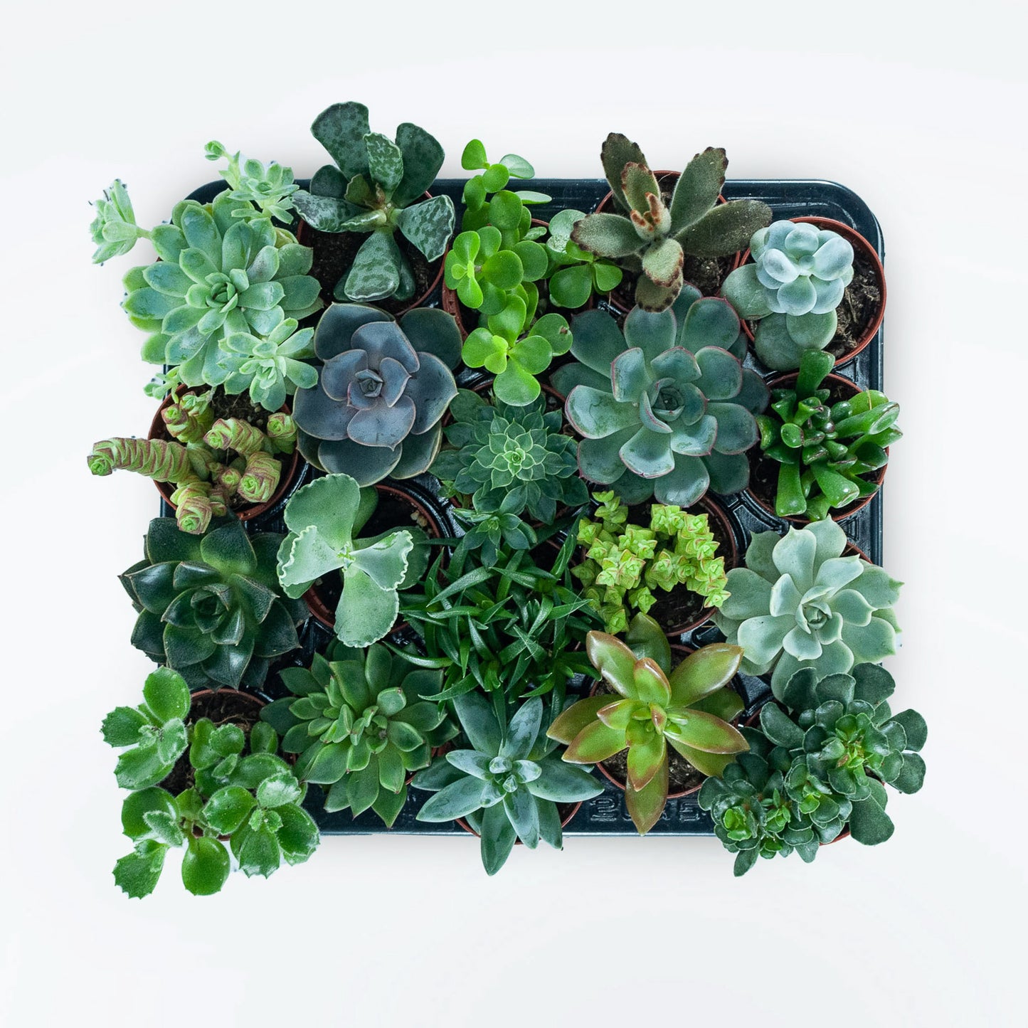 A tray of Succulents in various colours, sizes and species