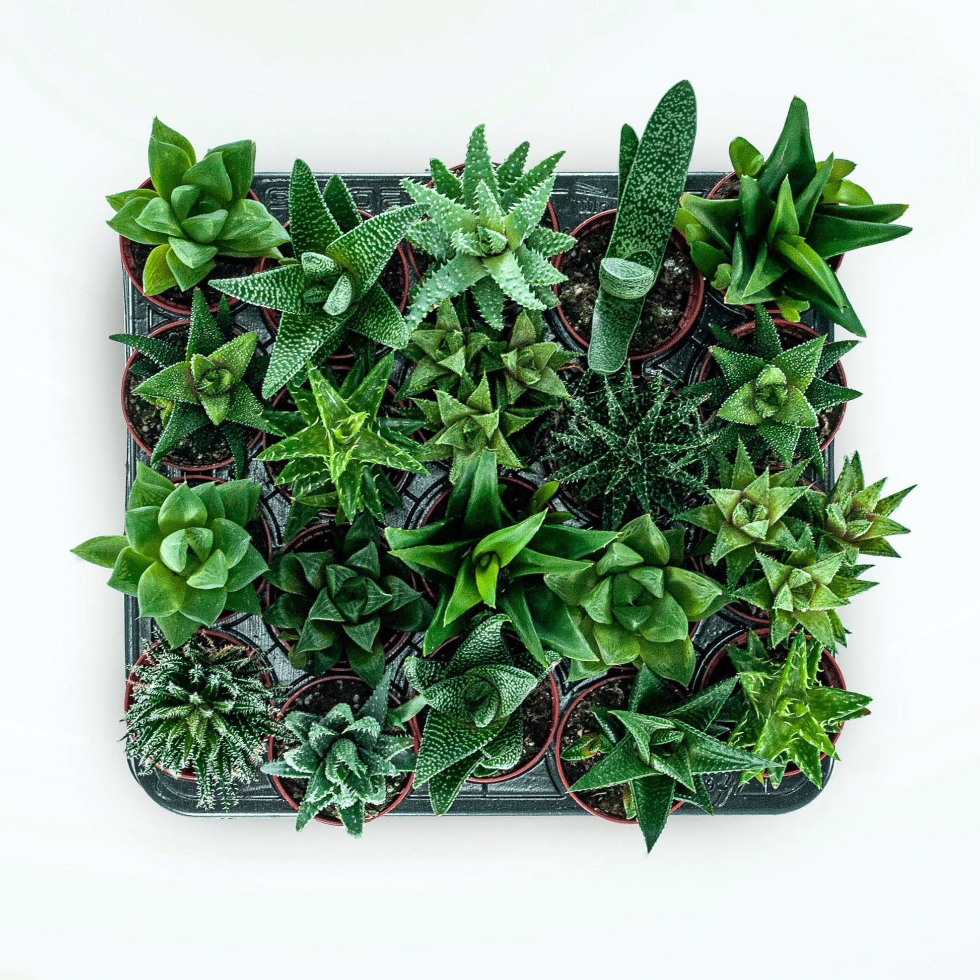 A tray of Aloes in various colours, sizes and species