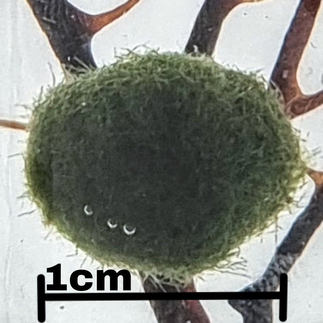 Nano Marimo Moss Ball