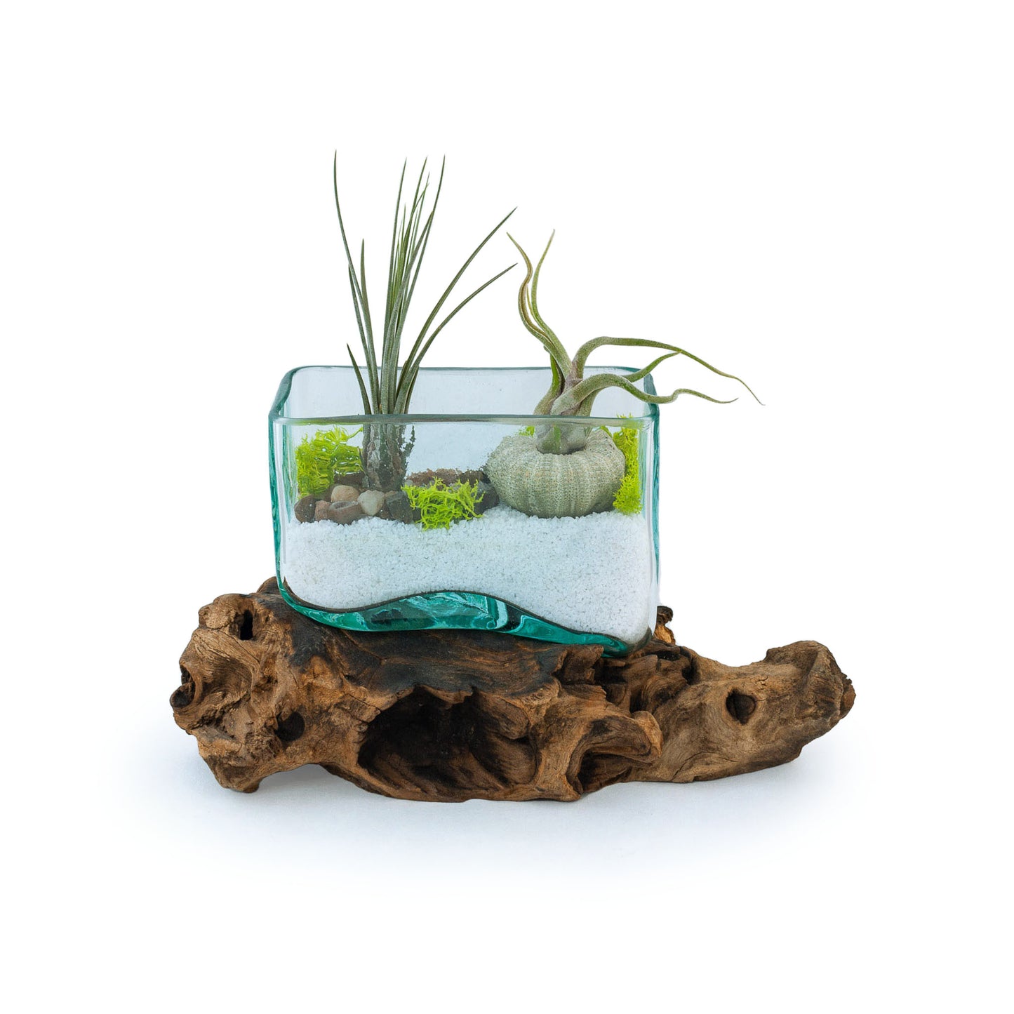 Rectangle Molten Glass Driftwood Air Plant Terrarium DIY Kit