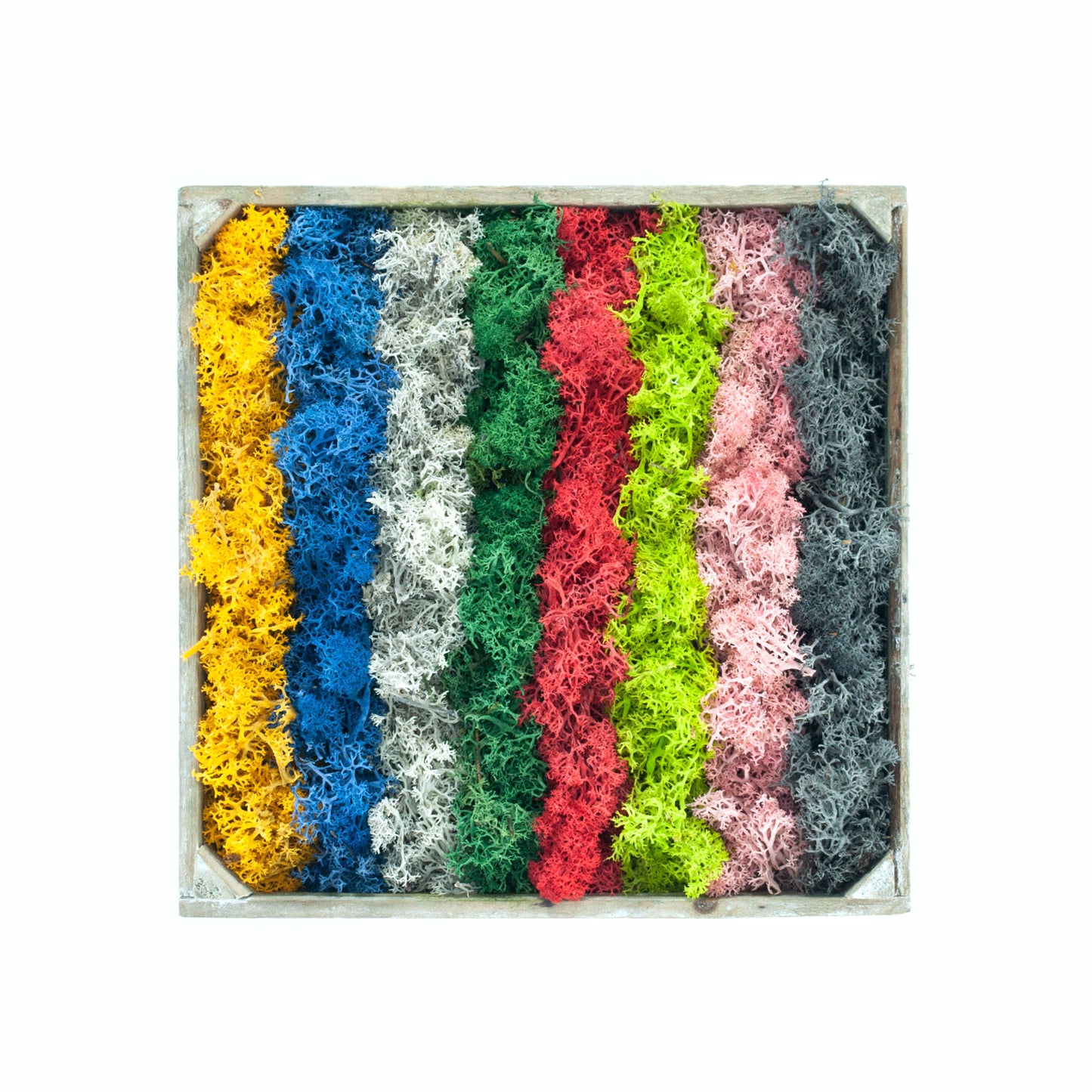 Hurricane Terrarium DIY Kit