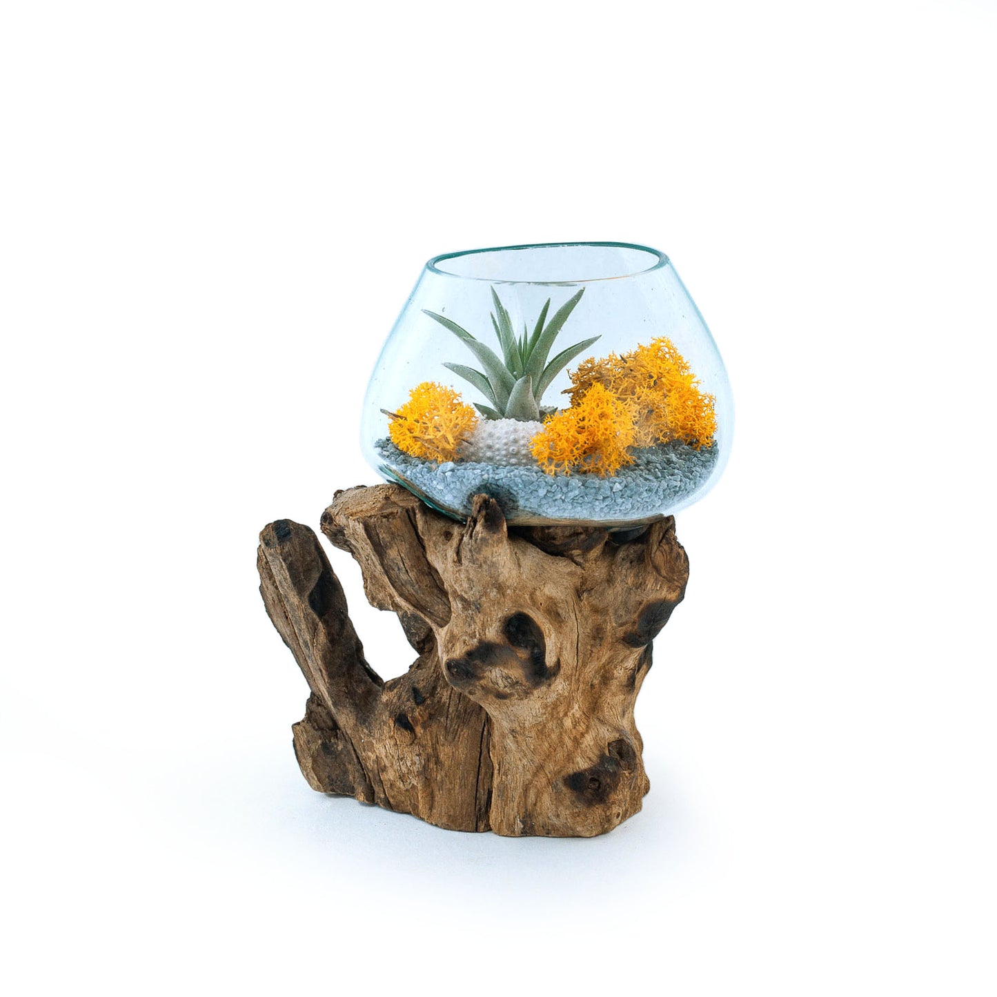 Small Molten Glass Driftwood Air Plant Terrarium DIY Kit