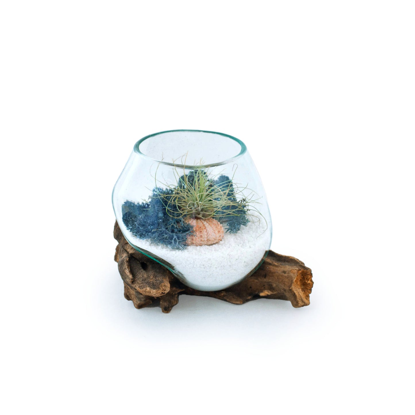 Small Molten Glass Driftwood Air Plant Terrarium DIY Kit