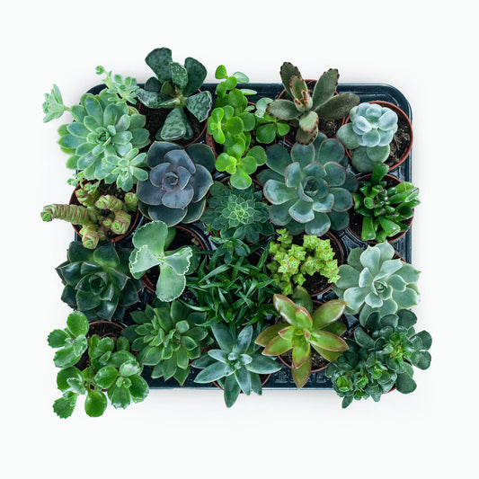 Small potted Succulent