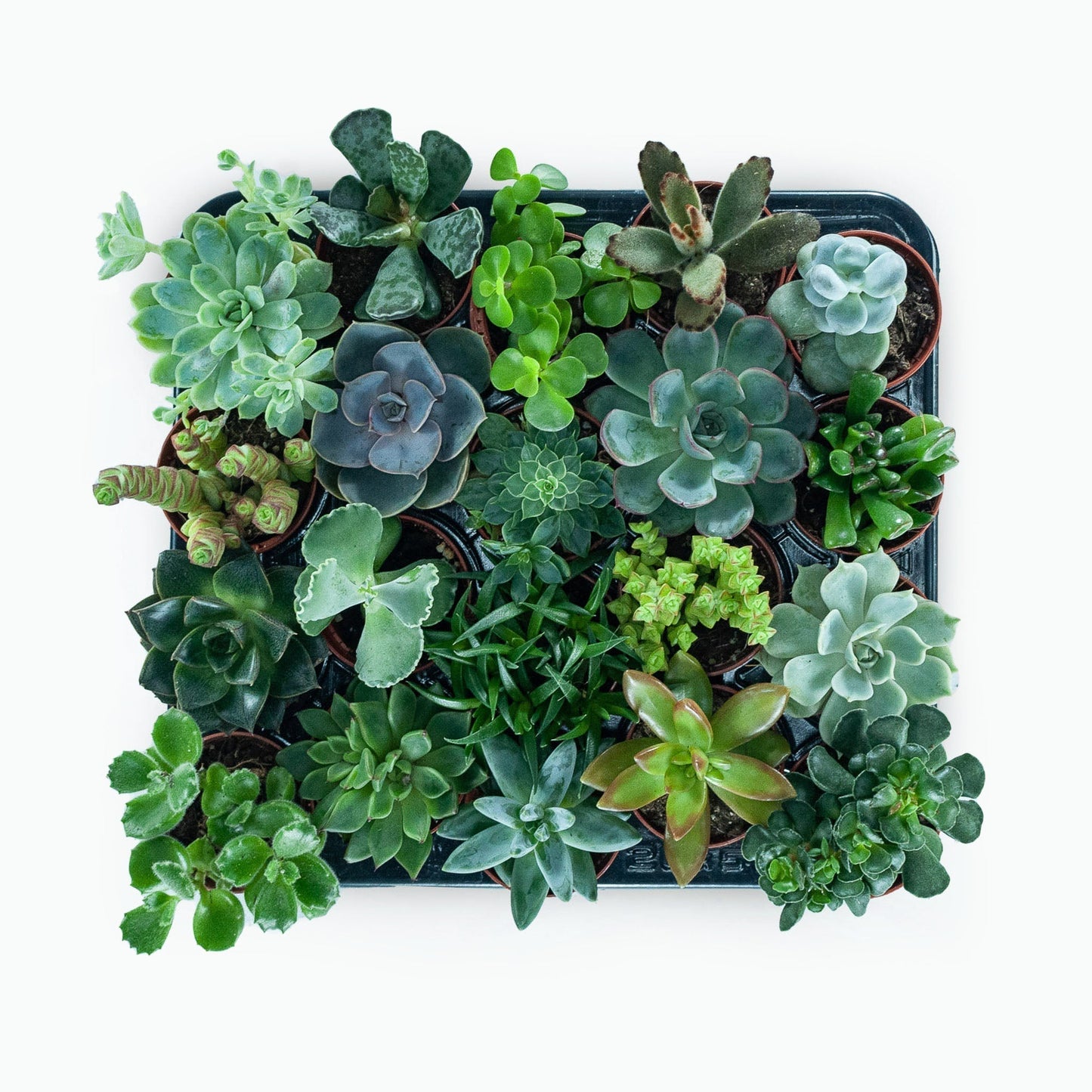 Plant & pot set of 2