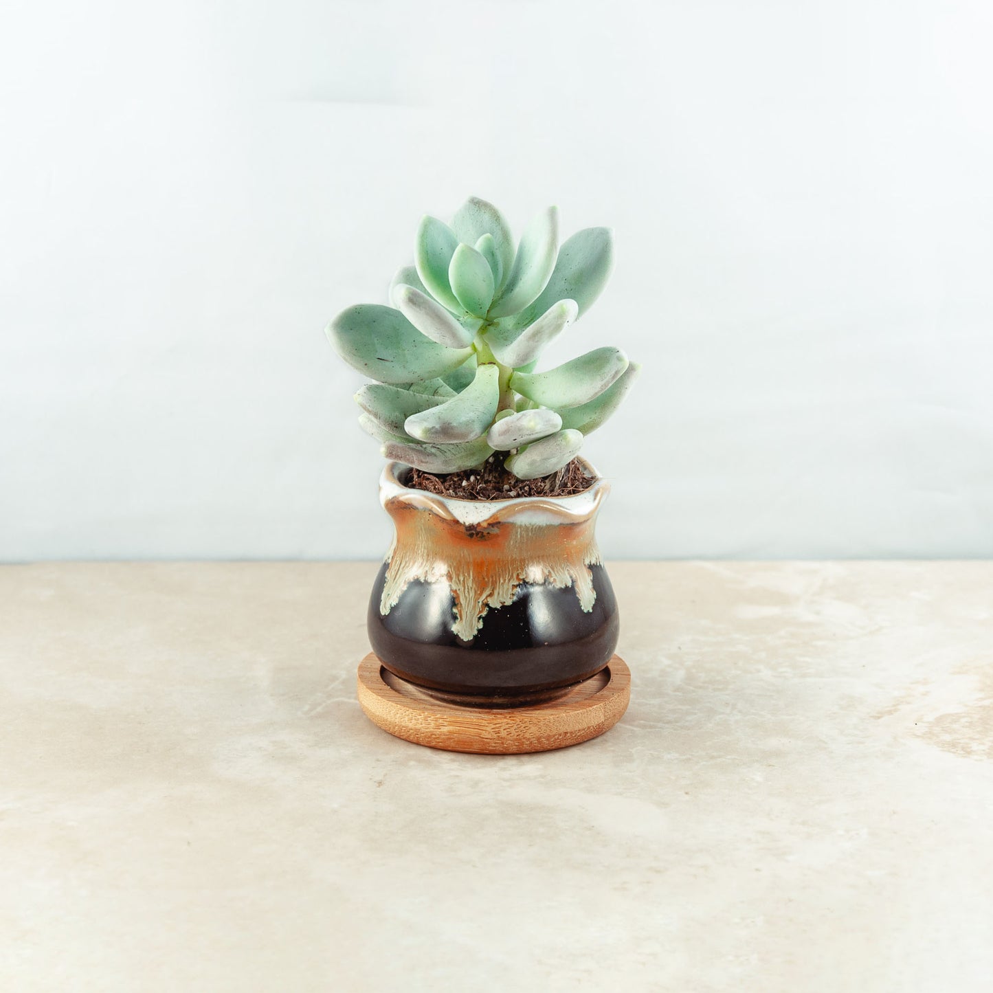 Plant & pot (black and burnt cream gloss drip)