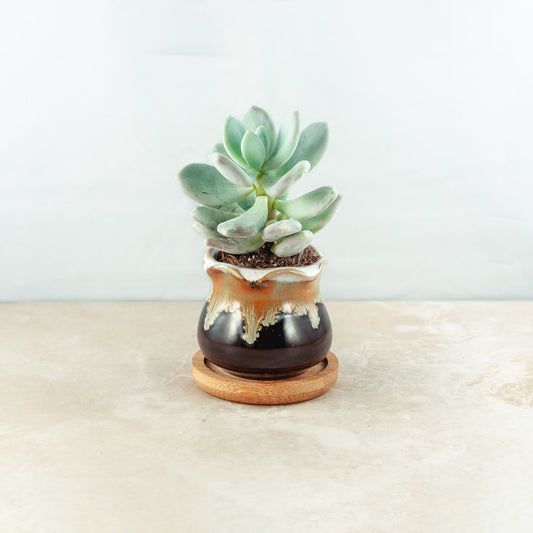Plant & pot (black and burnt cream gloss drip)