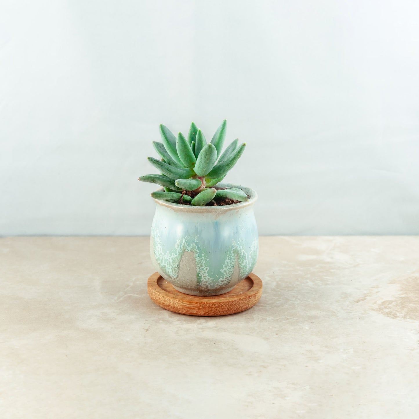Plant & pot (white and blue gloss drip)