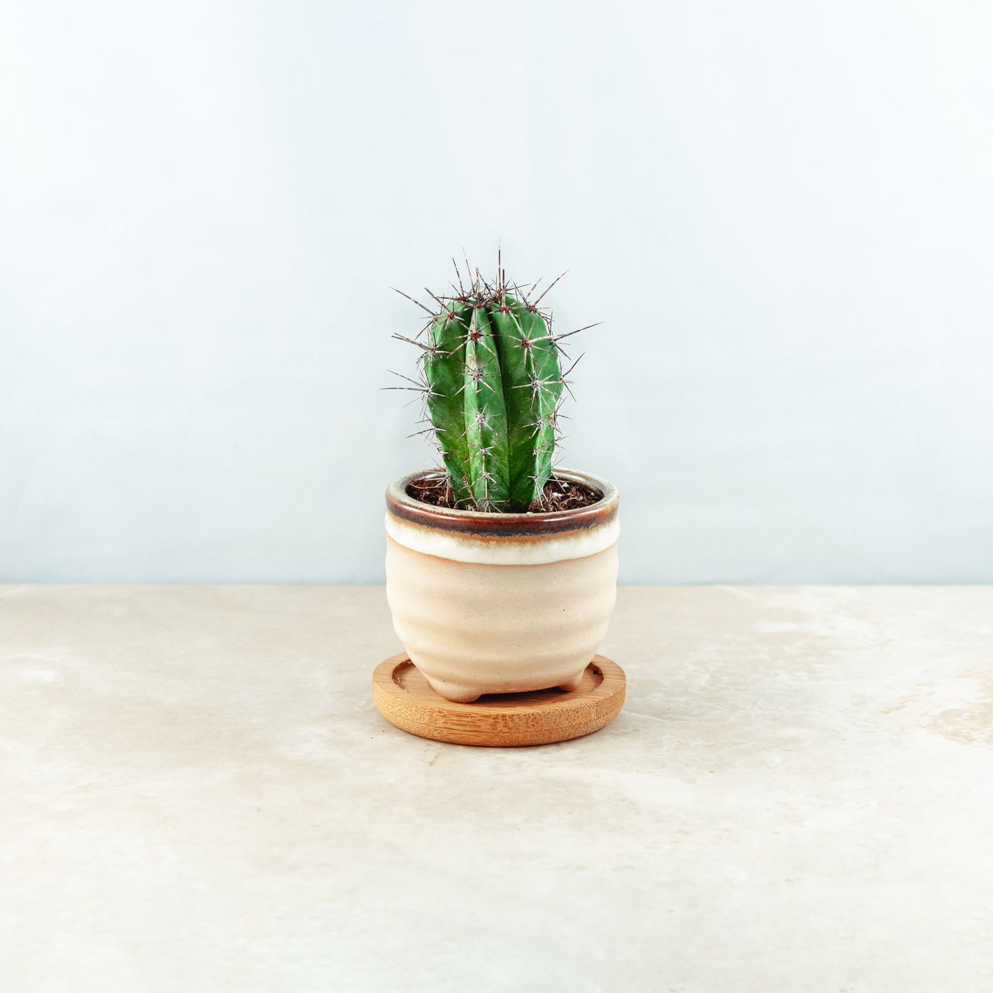 Plant & pot (sand ridges and burnt cream gloss drip)