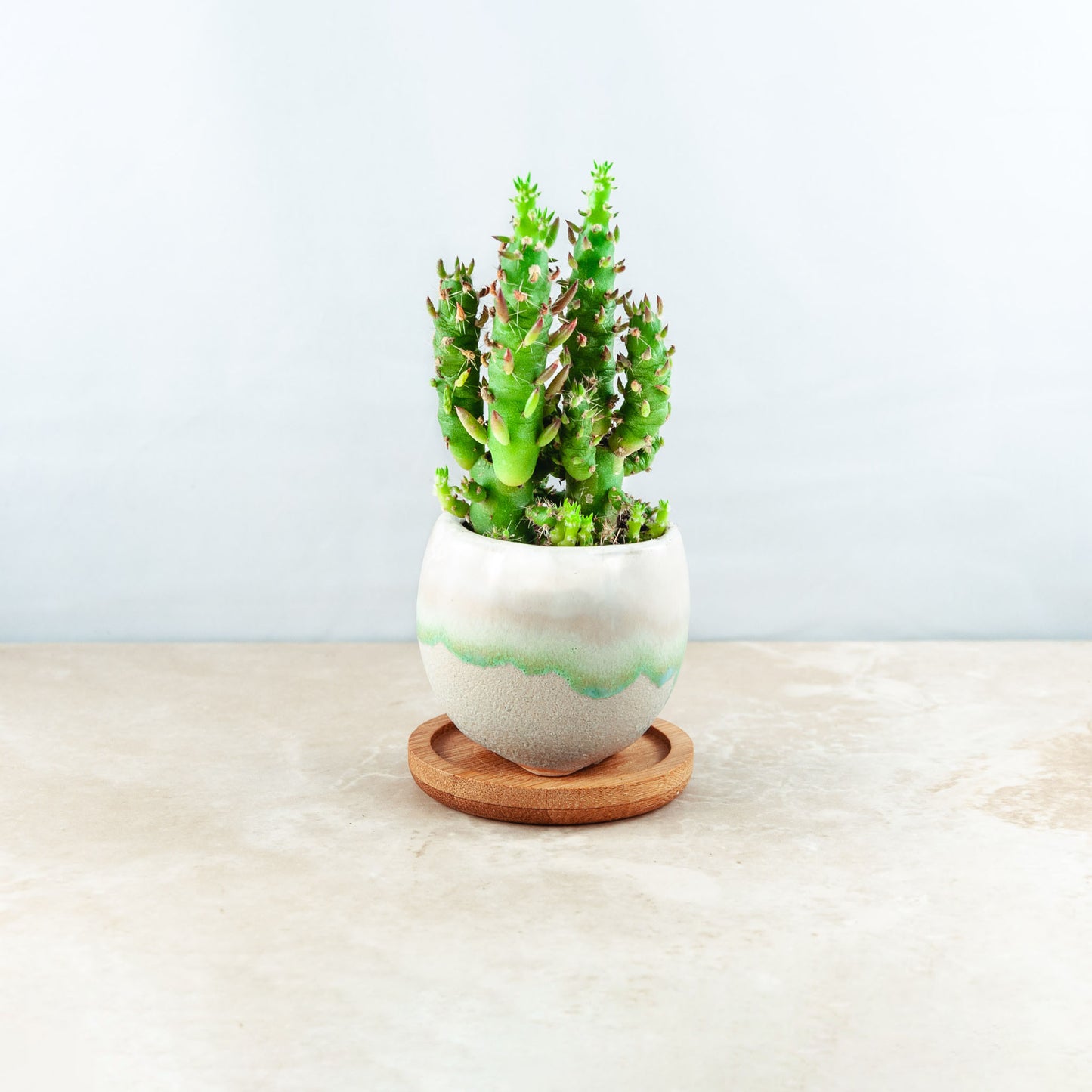 Plant & pot (white and blue/green)