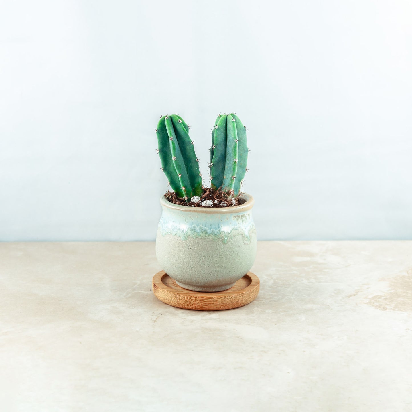 Plant & pot (white and blue gloss drip)