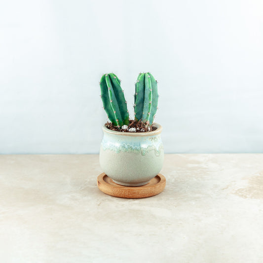 Plant & pot (white and blue gloss drip)