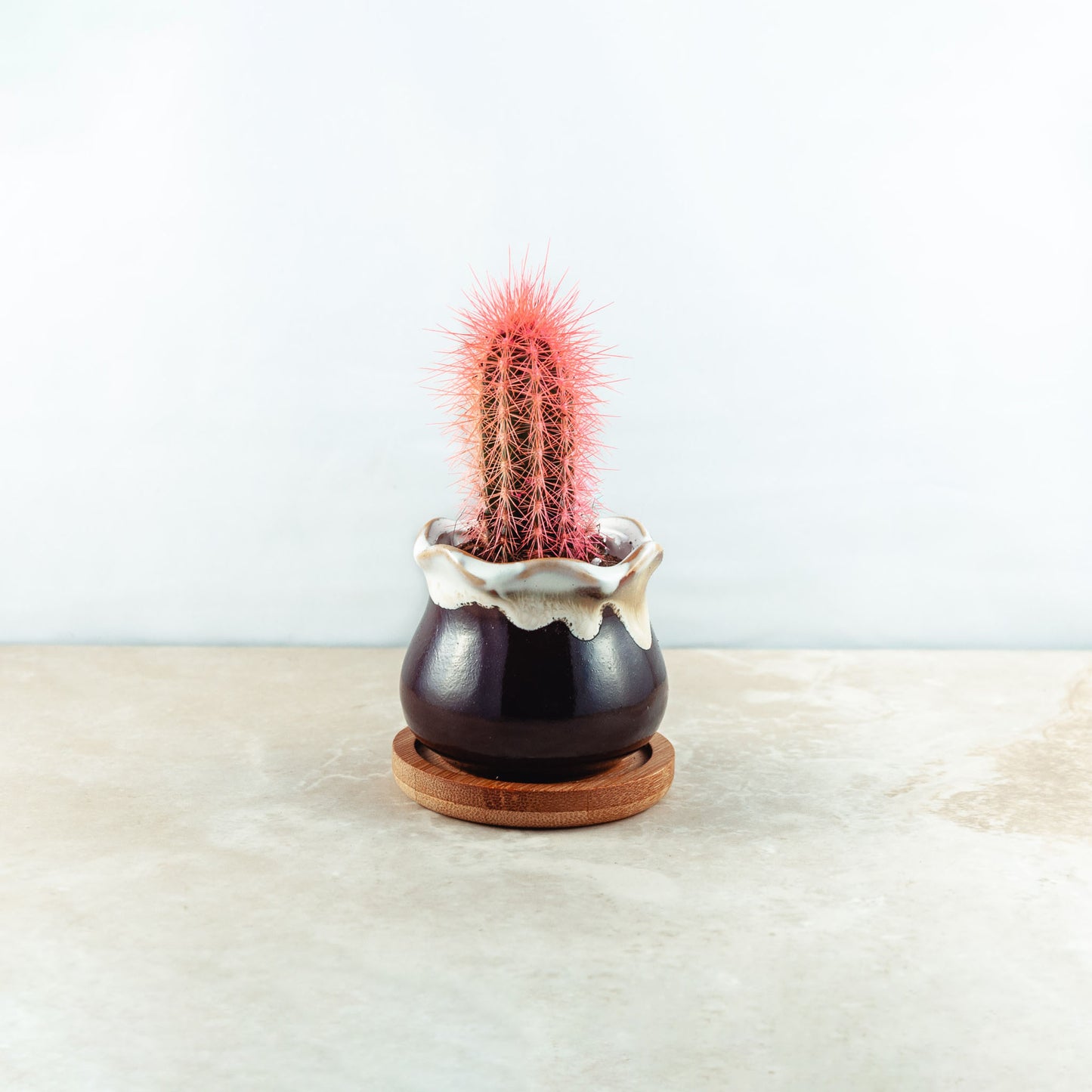Plant & pot (black and burnt cream gloss drip)