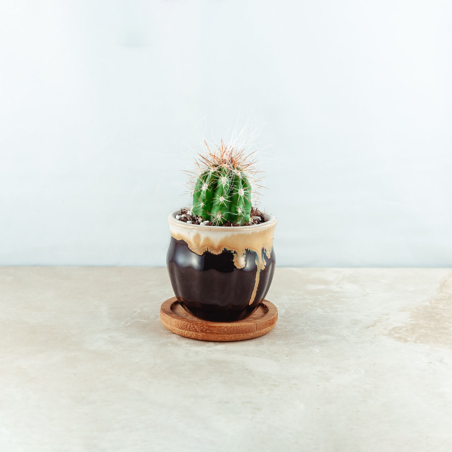 Plant & pot (black and cream yellow drip)