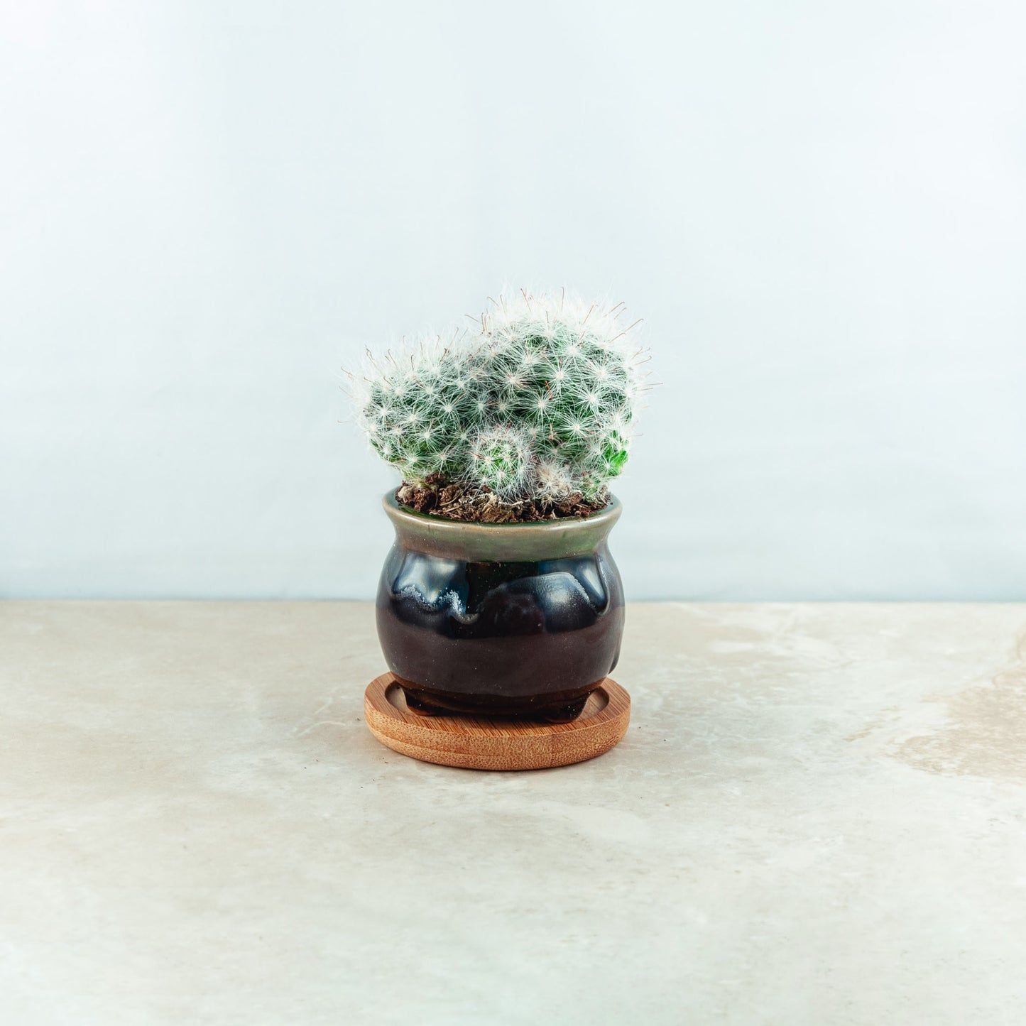 Plant & pot (black gloss with green rim)