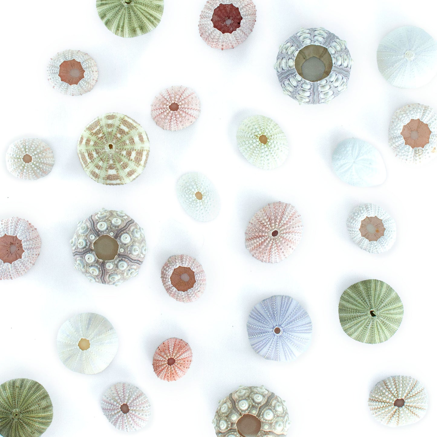 Natural sea urchin