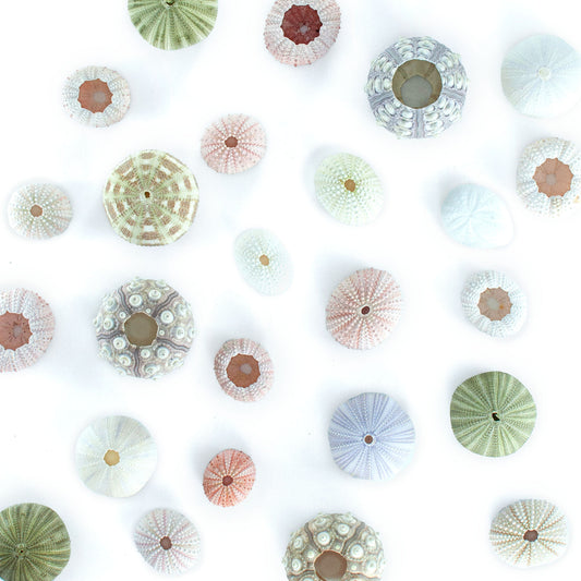Natural sea urchin