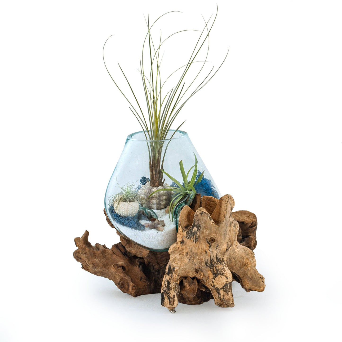 Extra Large Molten Glass Driftwood Air Plant Terrarium DIY Kit