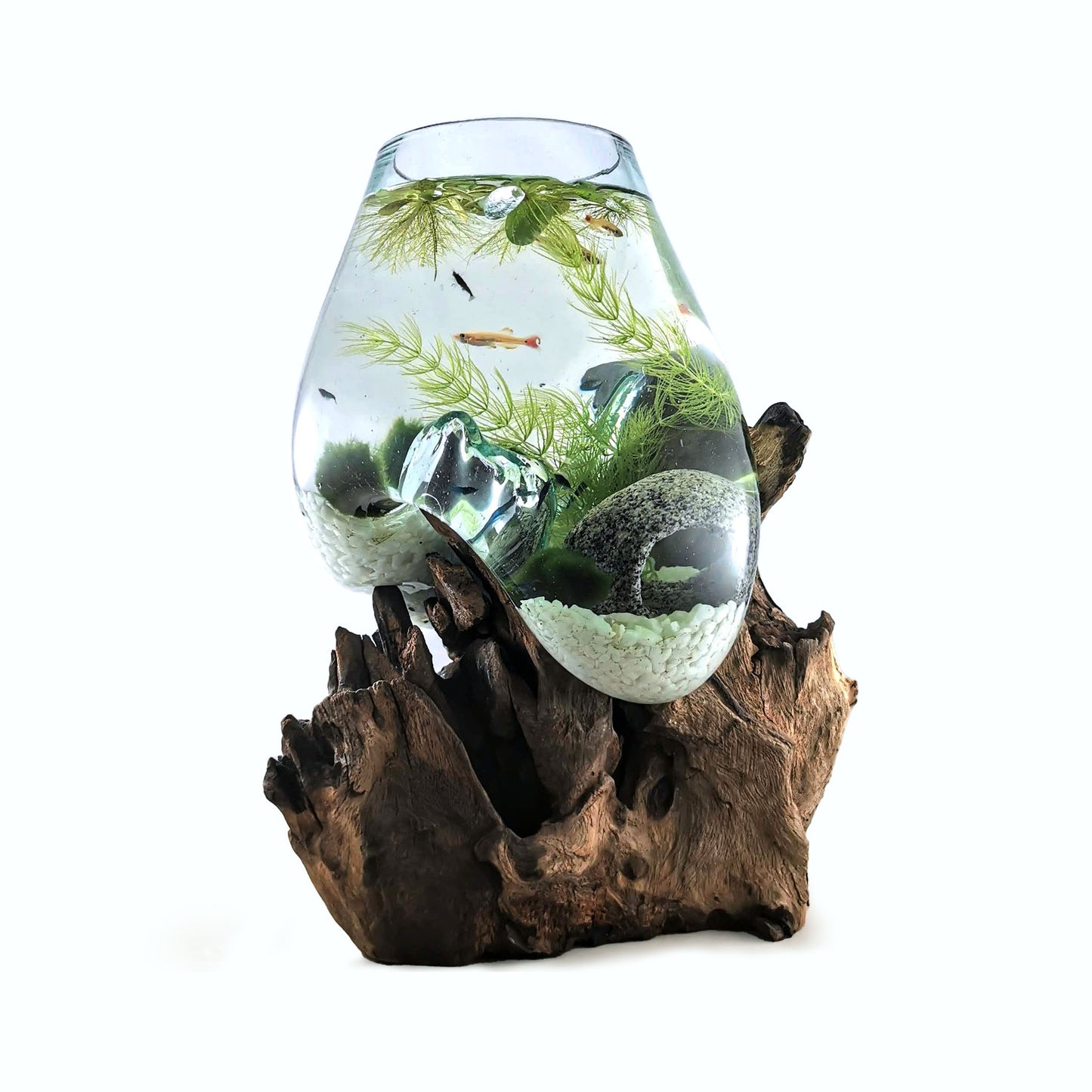 Extra Large Driftwood with Moss Balls
