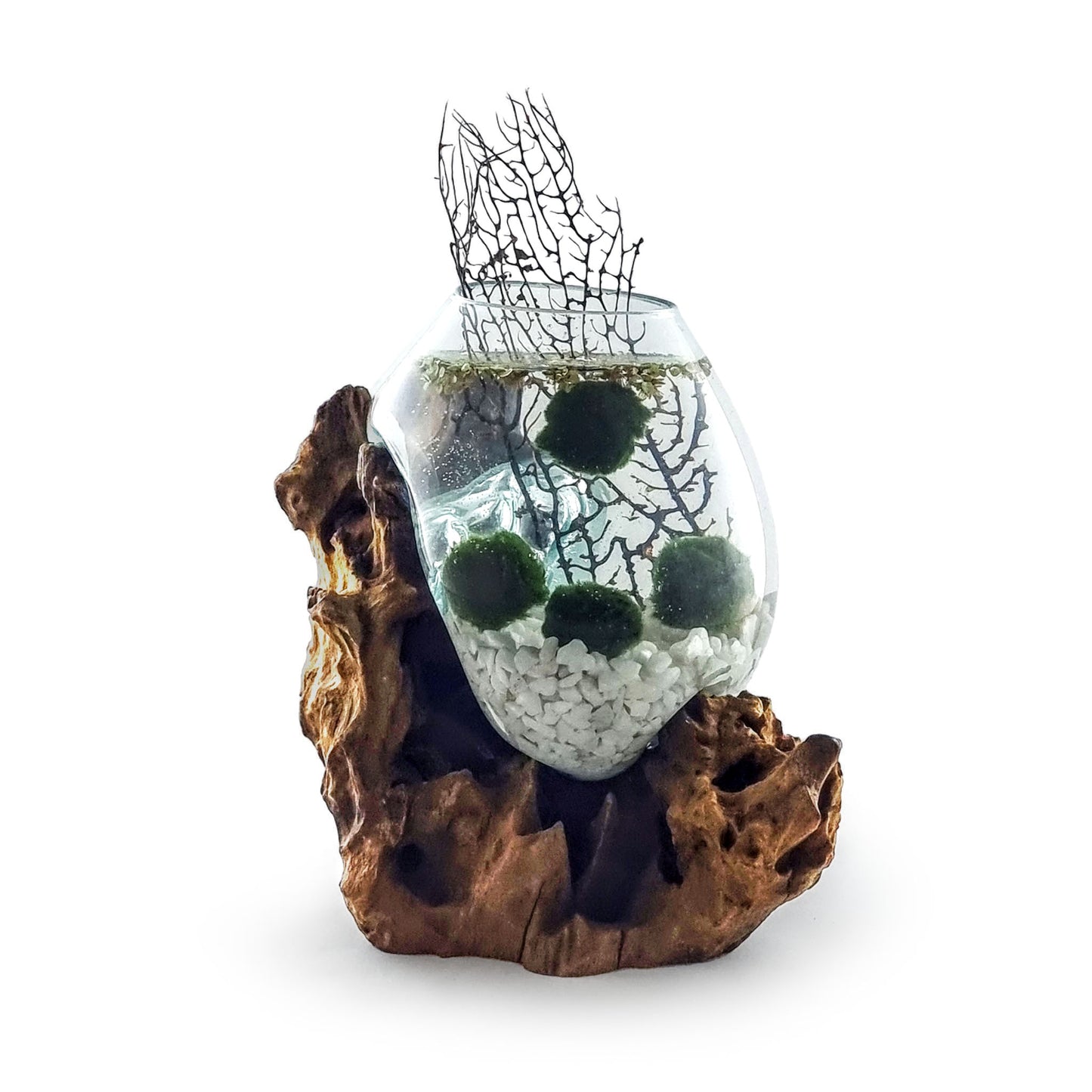 Molten Glass Driftwood Aquarium with Moss Balls (Large)