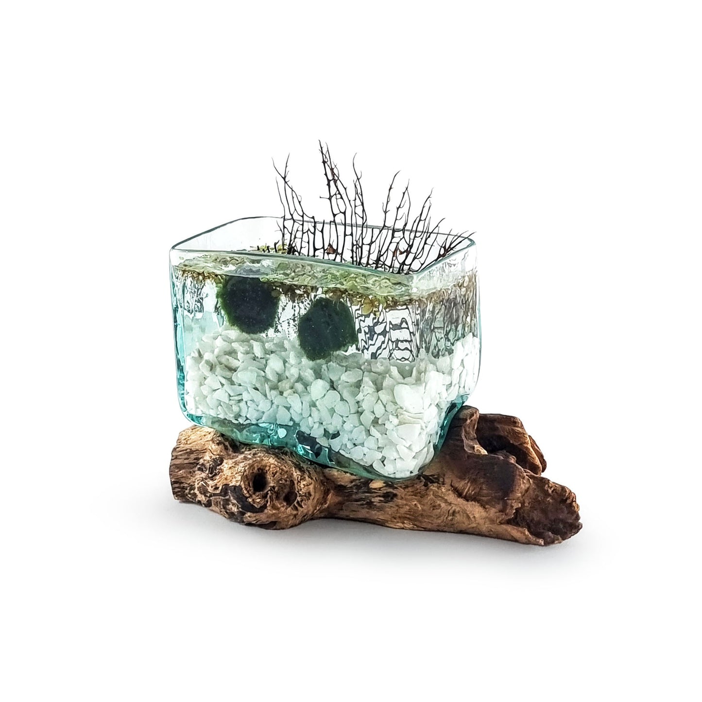 Molten Glass Driftwood Aquarium with Moss Balls (Rectangle)