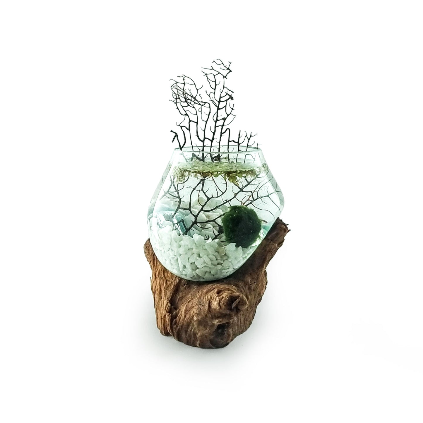 Molten Glass Driftwood Aquarium with Moss Balls (Small)