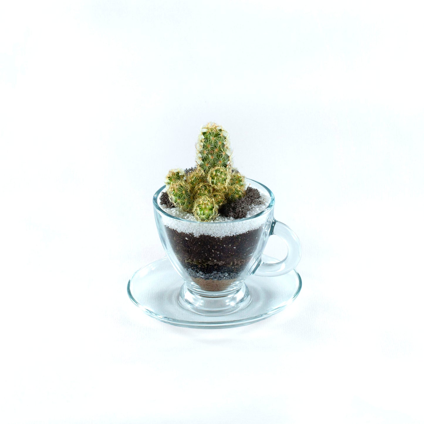 Teacup Terrarium DIY Kit