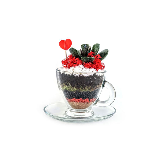 Teacup Terrarium DIY Kit