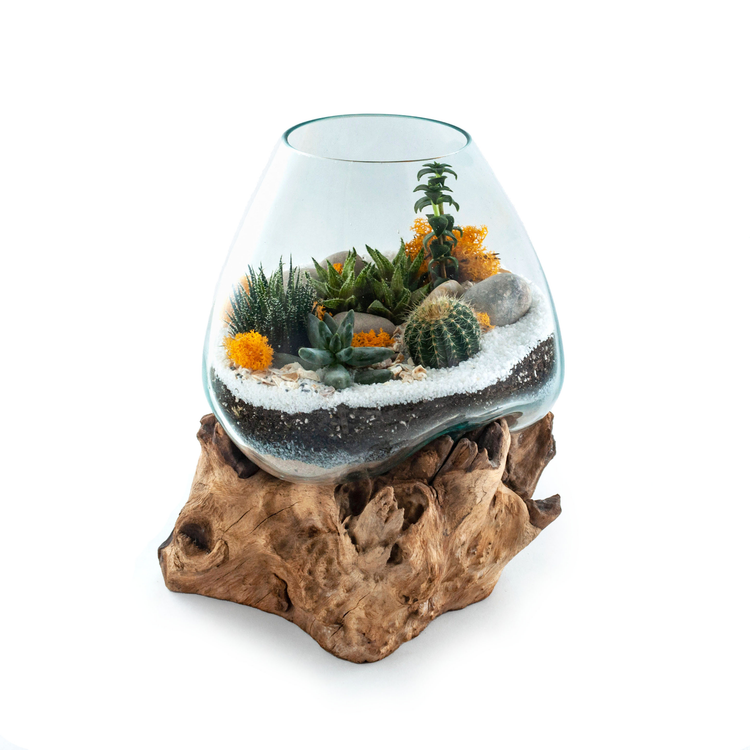 TERRARIUMS WITH DESERT PLANTS