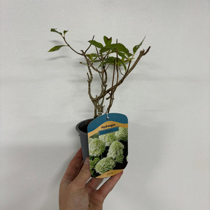 Hydrangea paniculata 'Little Spooky' 9cm / 5L
