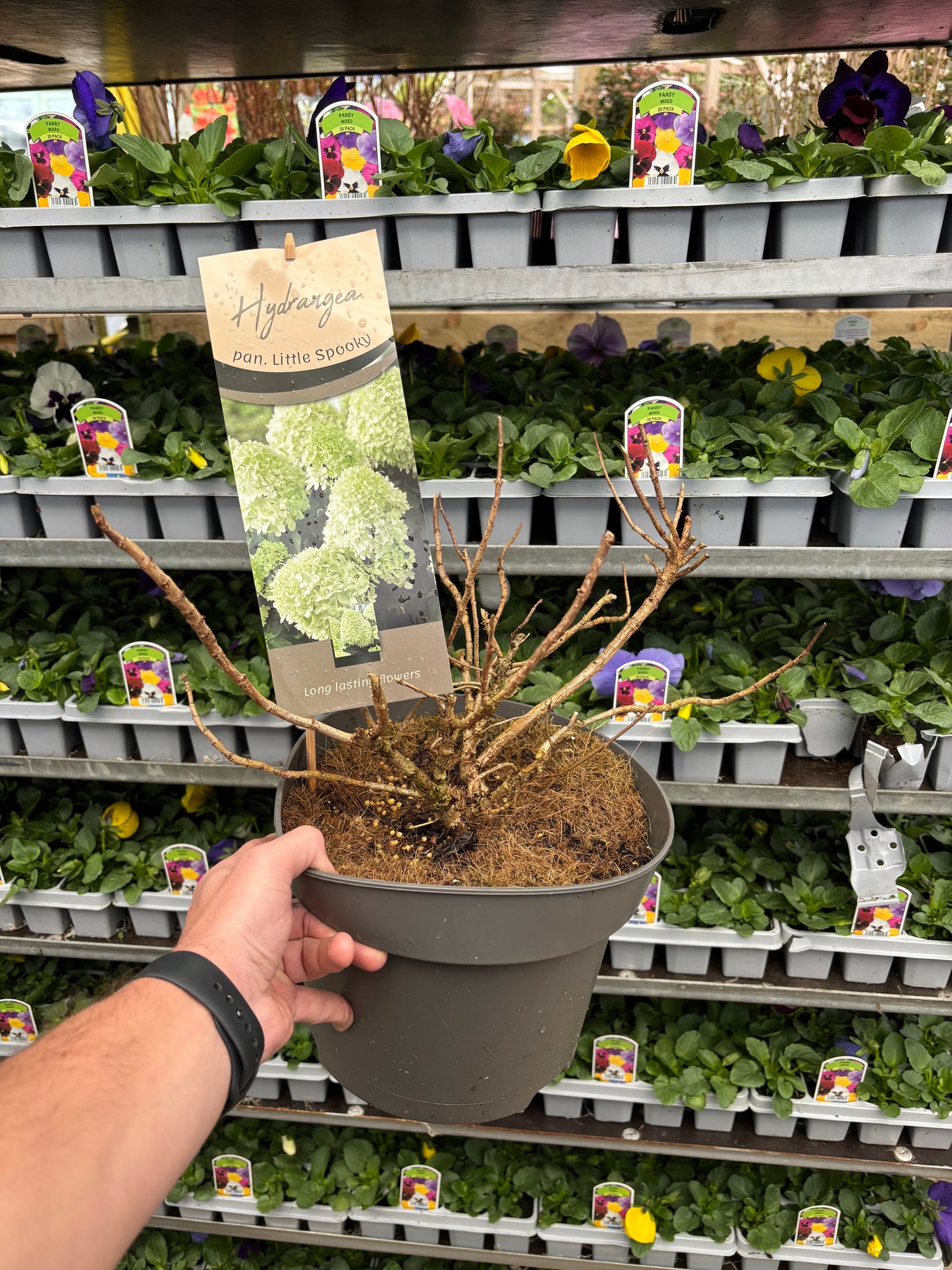 Hydrangea paniculata 'Little Spooky' 9cm / 5L