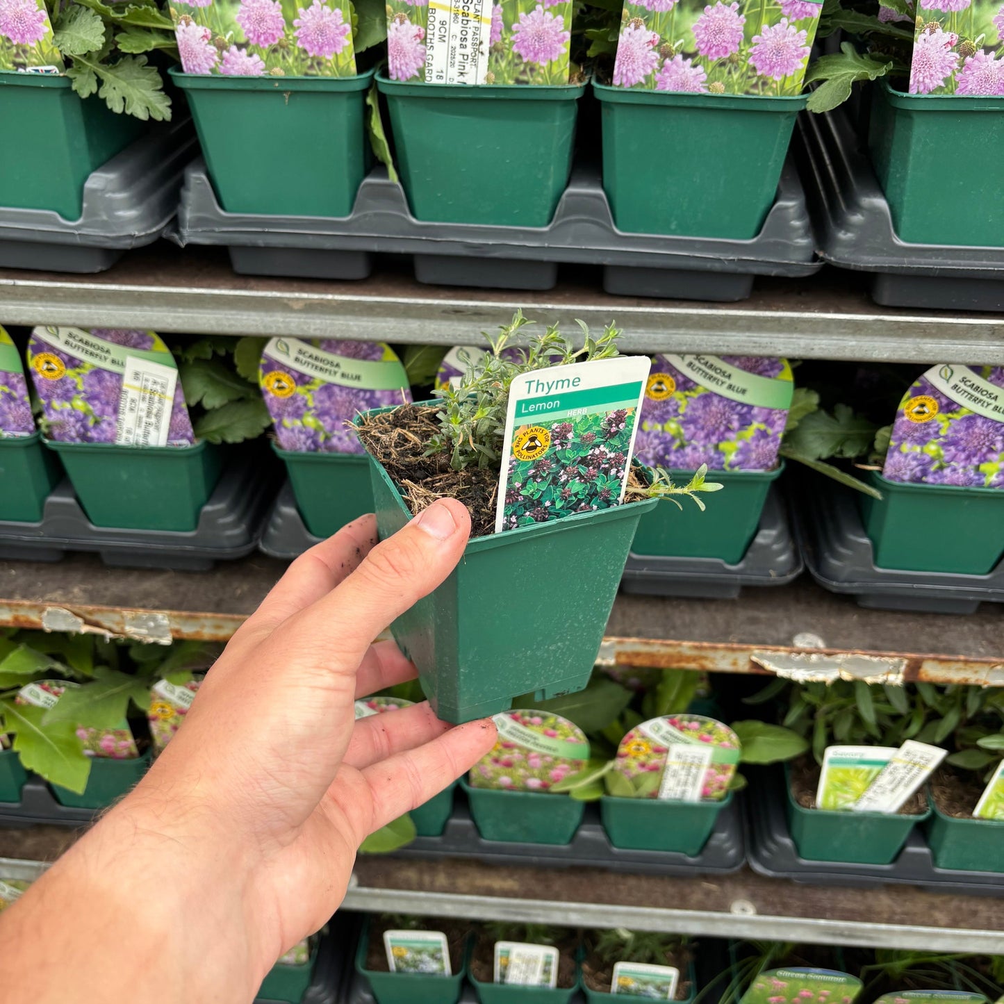 Lemon Thyme (Herb) 9cm