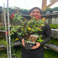 Hypericum 'Red Berry' 2L