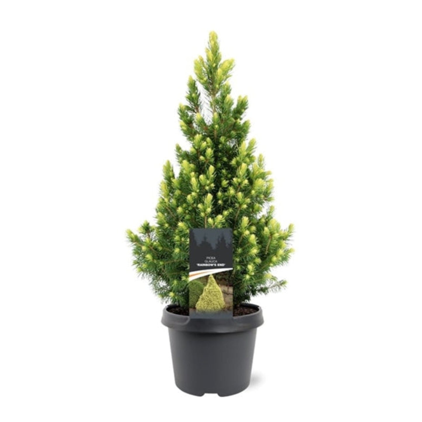 Picea glauca 'Rainbows End' 3L