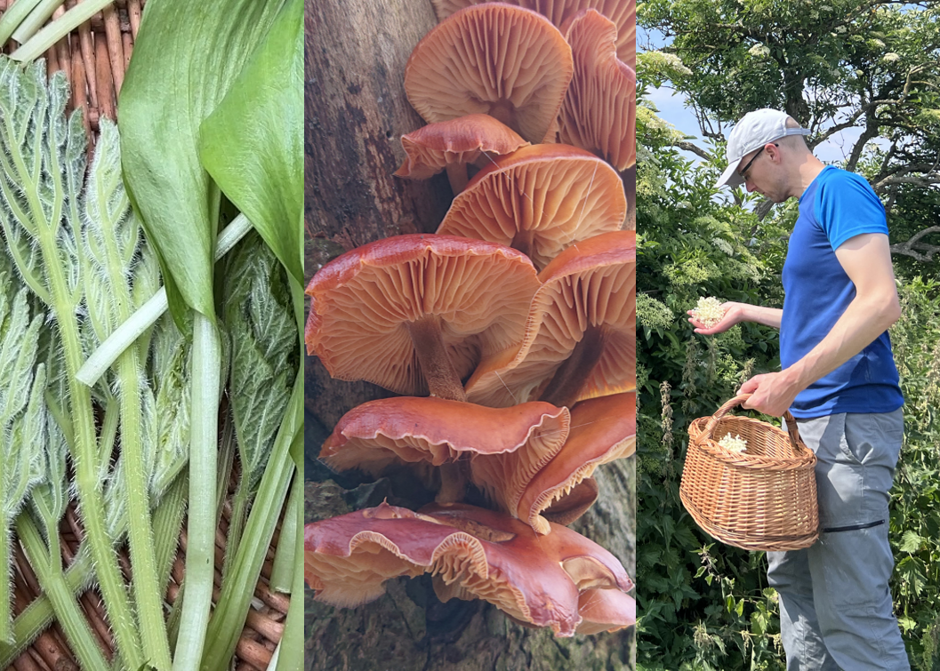 Foraged wild green leafy plants, orange mushrooms discovered on a wild food foraging course, and James Hill holding a basket of wild foraged foods during a hands-on foraging course 