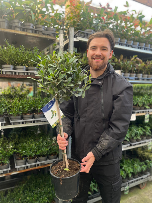 Standard Bay Tree | Laurus nobilis | 90-100cm
