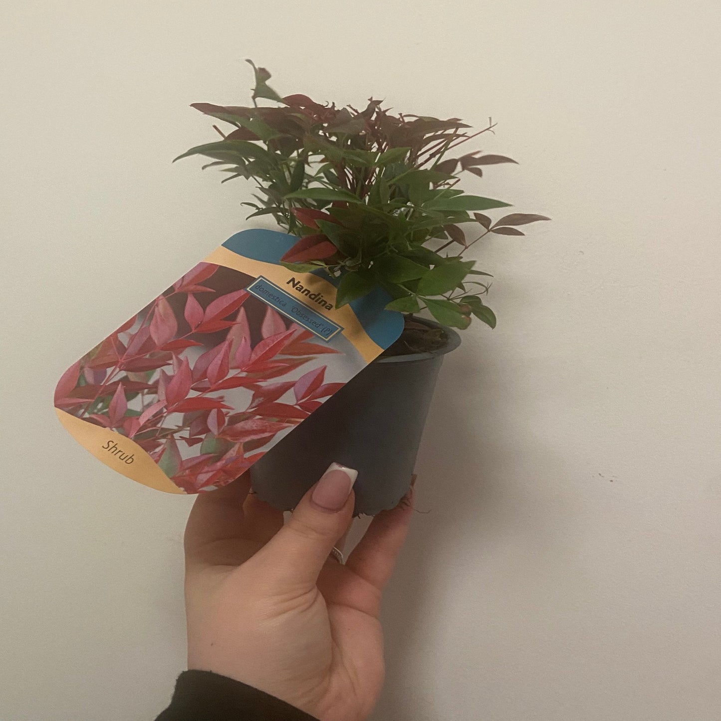 Nandina domestica 'Obsessed' 9cm / 3L