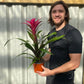 Guzmania amaretto - Pink