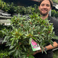 Rhododendron 'Graziella' 3L / 5L