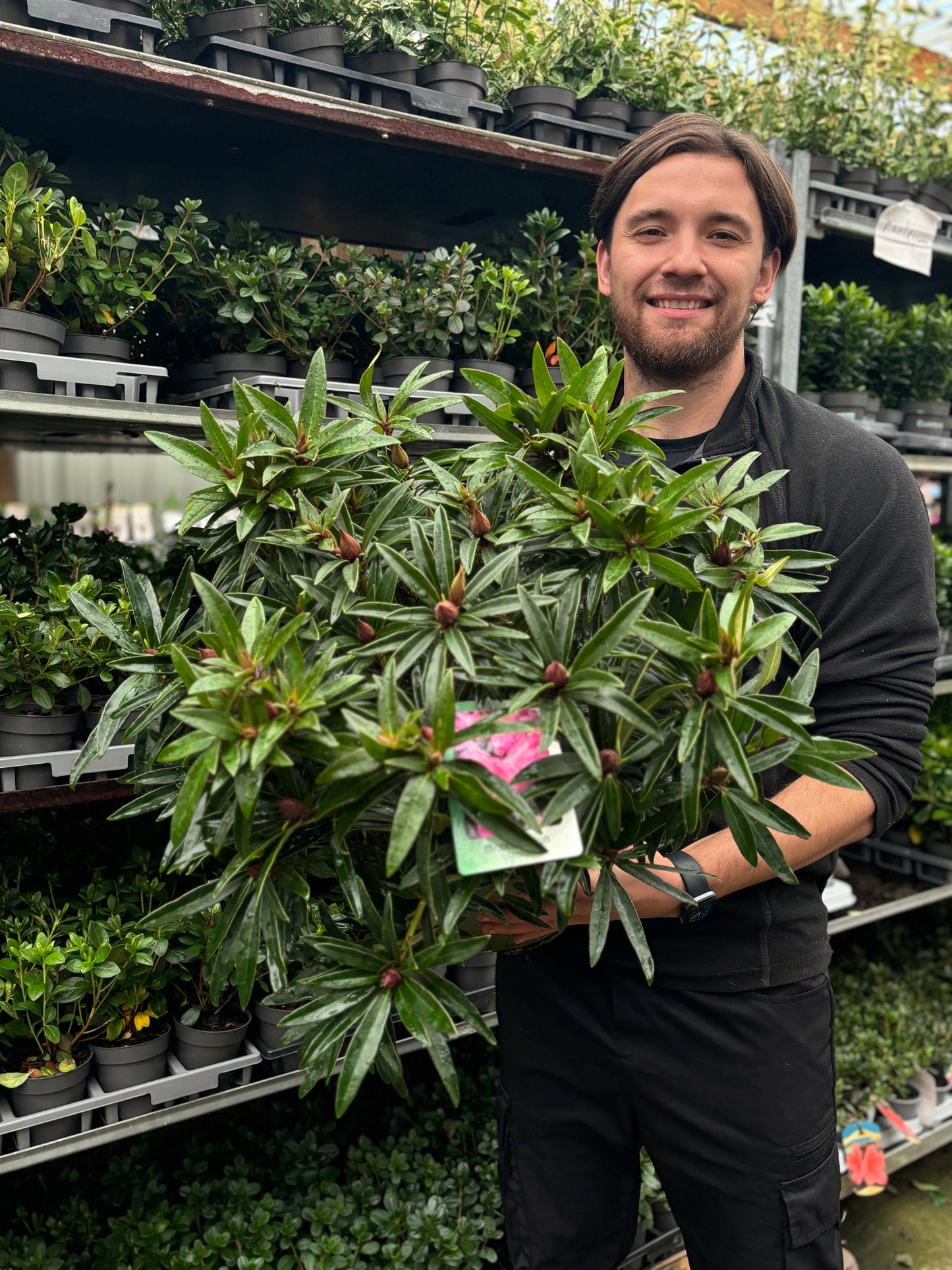 Rhododendron 'Graziella' 3L / 5L