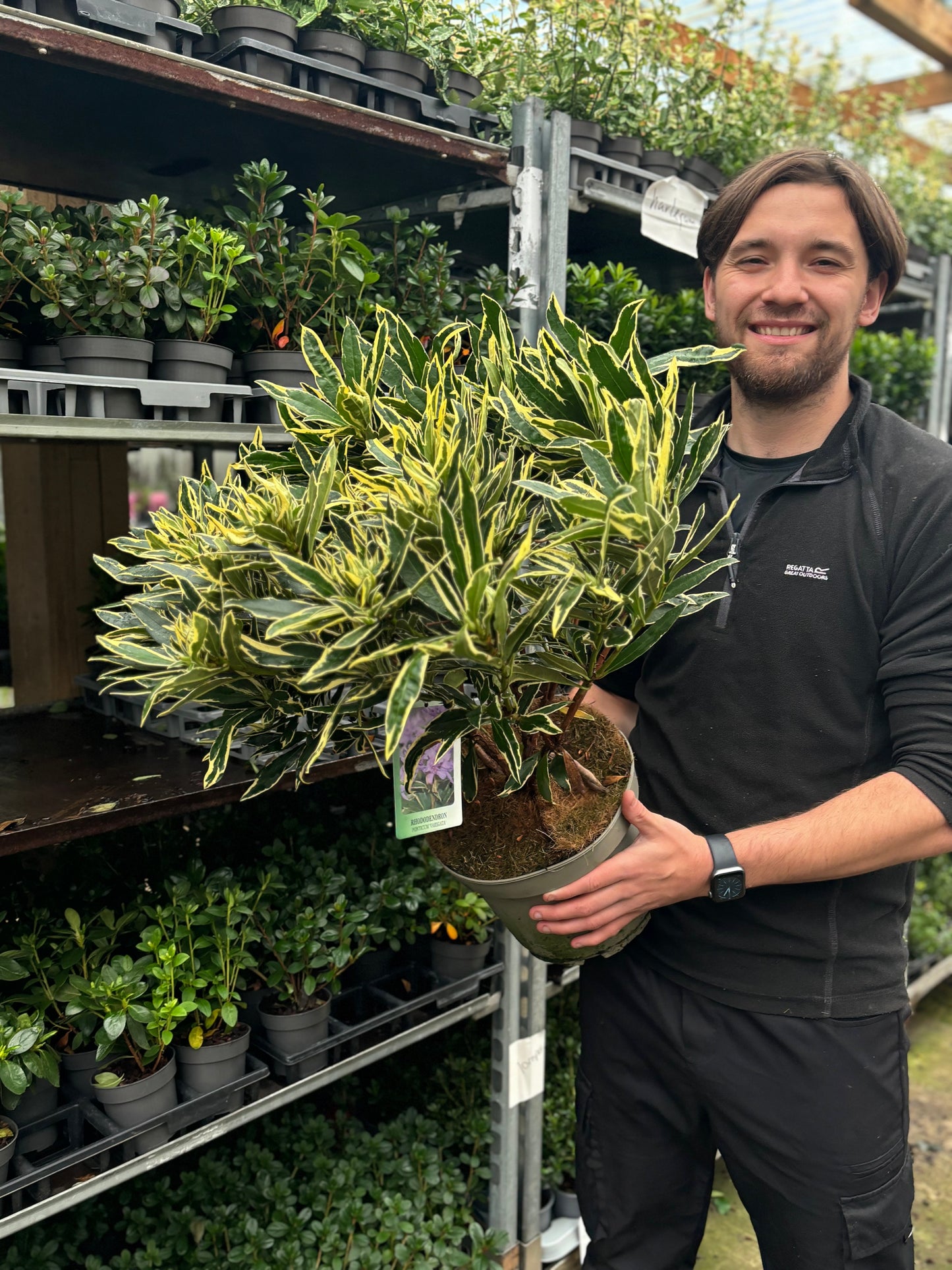 Rhododendron ponticum ‘Variegata’ 5L