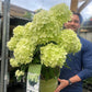 Hydrangea paniculata 'White Light' 2L / 5L / 7.5L