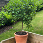 Hydrangea Limelight Tree in Terracotta Pot (150-180cm including the pot)