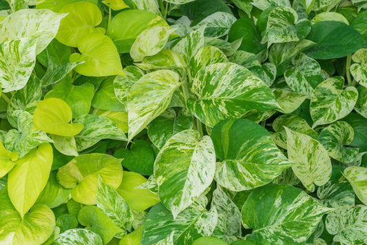 Golden Pothos - Devils Ivy