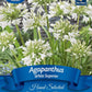 Agapanthus 'White Superior' | Exotic Collection | 1 Bulb