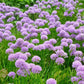 Allium 'Millenium' 2L