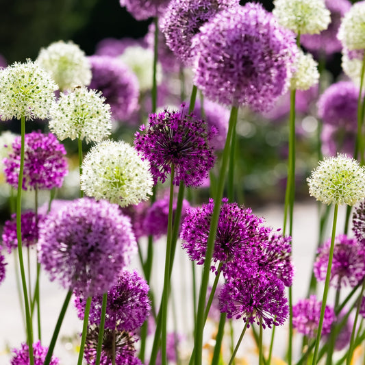 Allium Purple & White (5/10 Bulbs)