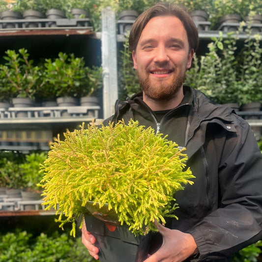 Thuja occidentalis 'Golden Tuffet' 2L