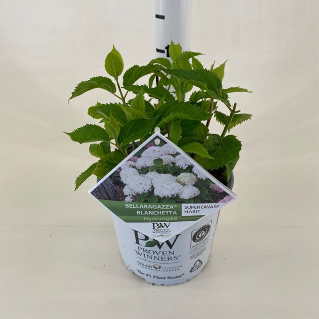 Dwarf Hydrangea arborescens BellaRagazza 'Blanchetta' 3L